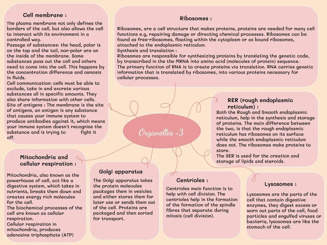 Organelles of the cell