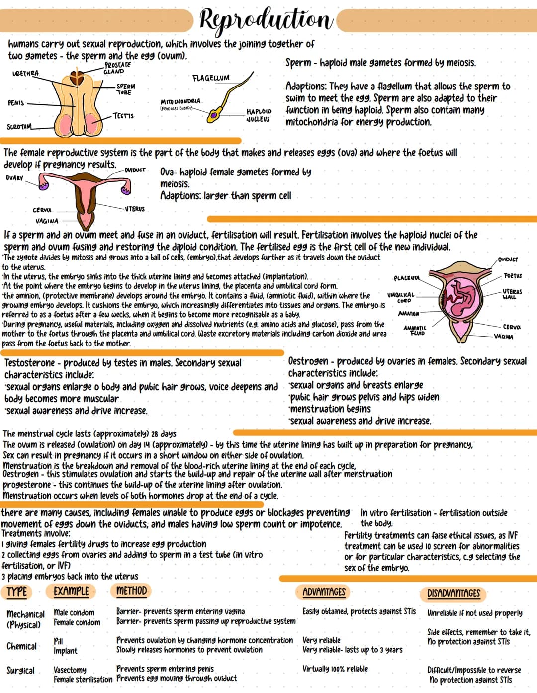 Reproduction
humans carry out sexual reproduction, which involves the joining together of
two gametes-the sperm and the egg (ovum).
PROSTATE