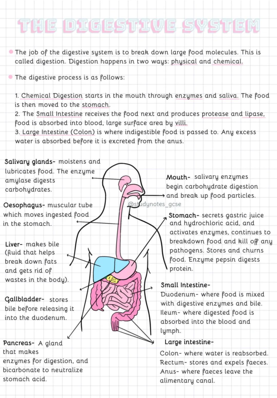 The Digestive System - GCSE