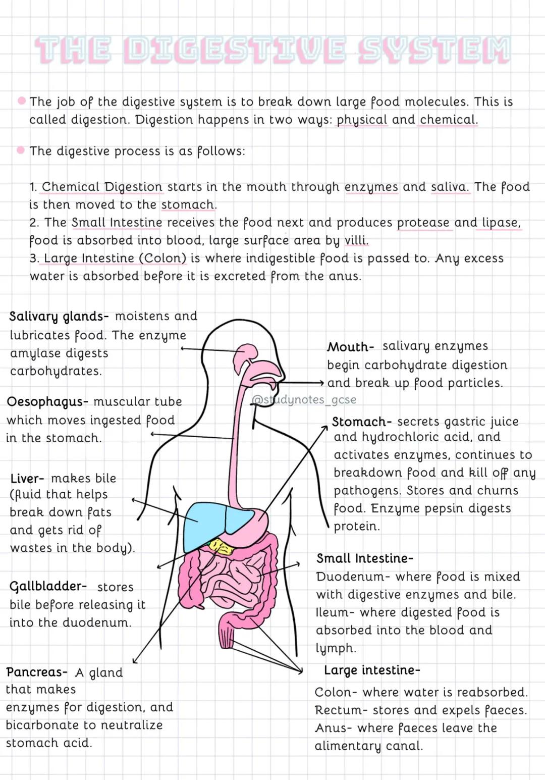 THE DIGESTIVE SYSTEM
The job of the digestive system is to break down large food molecules. This is
called digestion. Digestion happens in t