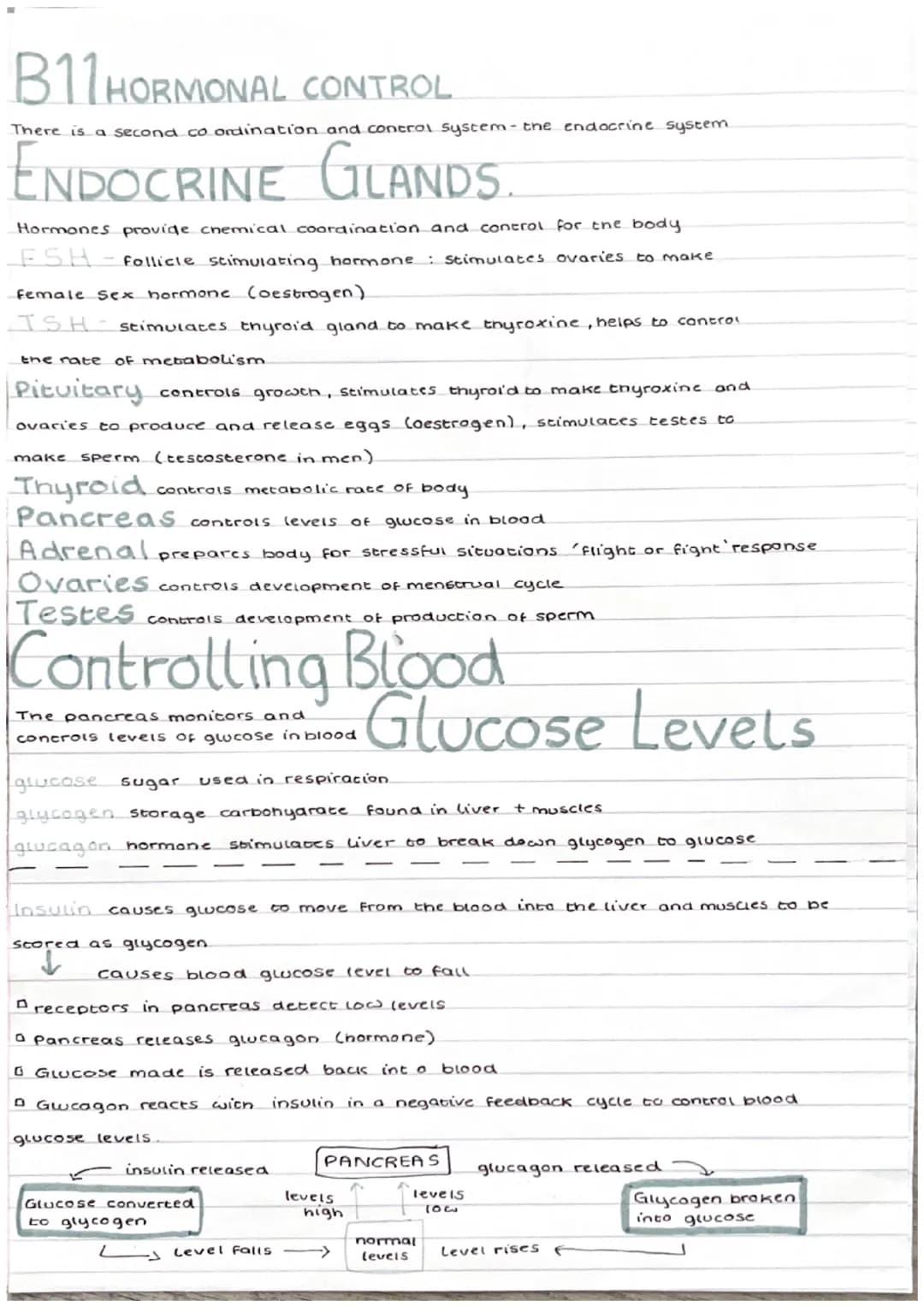 
<p>The endocrine system is the second coordination and control system in the body. It is responsible for chemical coordination and control 