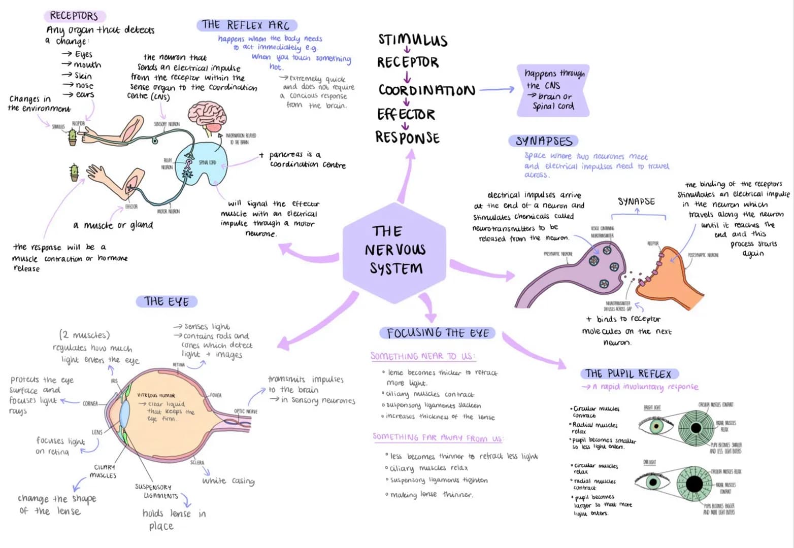 RECEPTORS
Any organ that detects
a change:
→ Eyes
→mouth
→ Skin
→nose
→ ears
Changes in
the environment
SIMUS
RECIPIOR
a muscle or gland
the