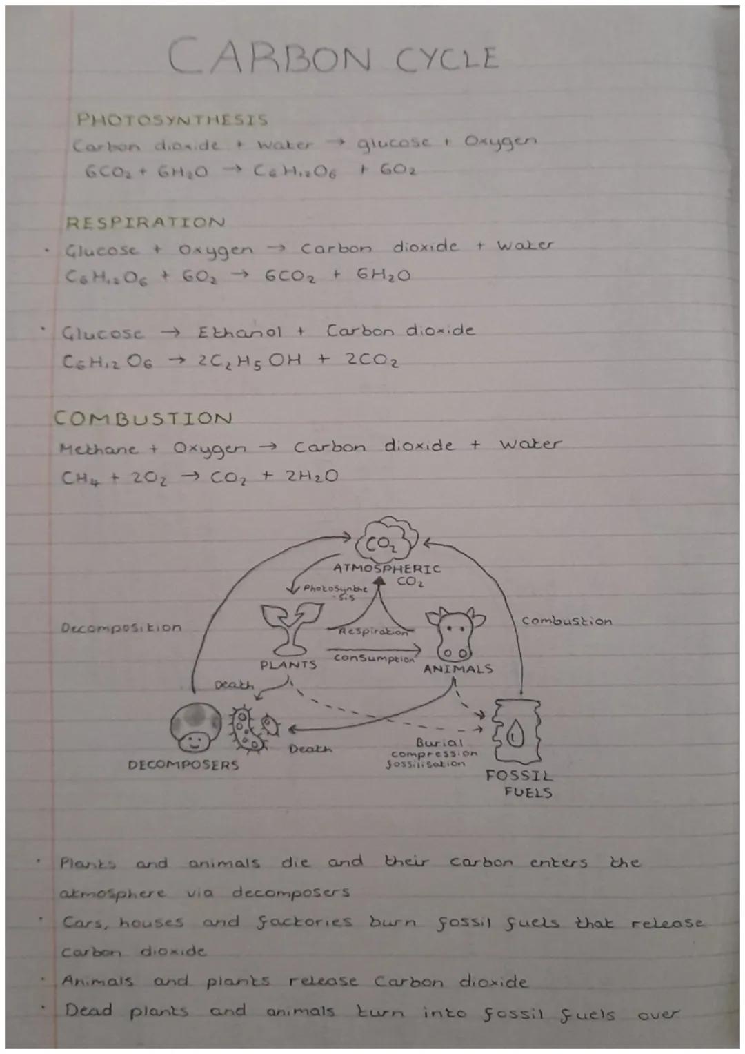 # CARBON CYCLE

PHOTOSYNTHESIS.
Carbon dioxide + water $\rightarrow$ glucose + Oxygen
6CO₂+ 6H₂O $\rightarrow$ C₆H₁₂O₆ + GO₂

RESPIRATION
Gl
