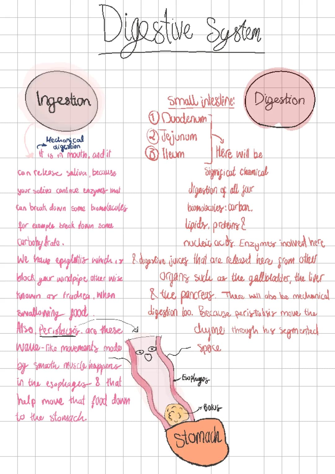 How Your Tummy Works: Enzymes and Nutrients