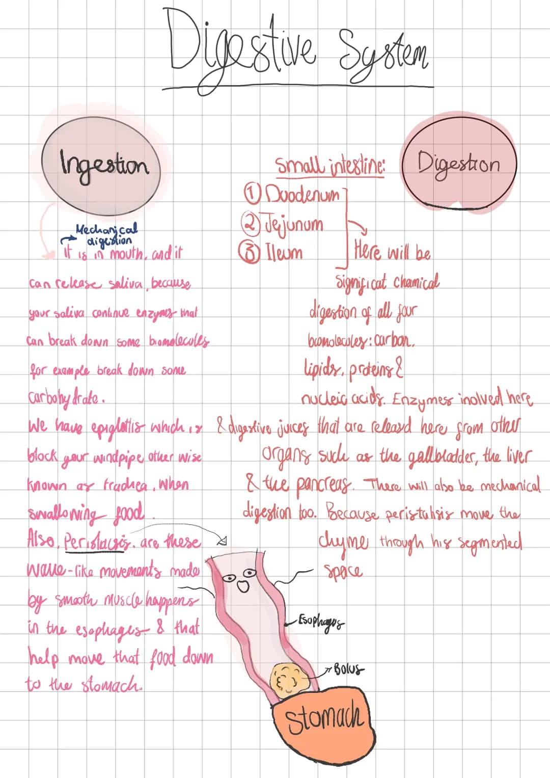 Digestive System
Ingestion
Mechanical
digestion
it is in mouth, and it
can release saliva because
your saliva continue enzymes that
can brea
