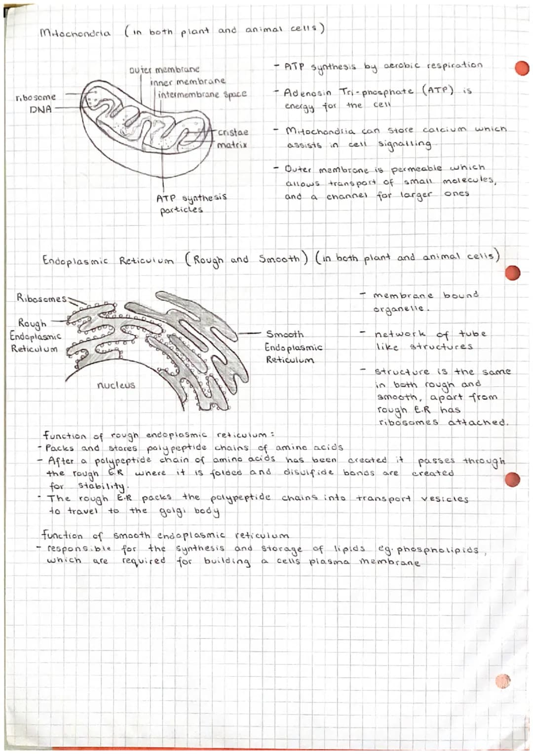 Unit 12
Cell structure and organisation.
(a) the structure and function of the following: mitochondria; endoplasmic reticulum
(rough and smo