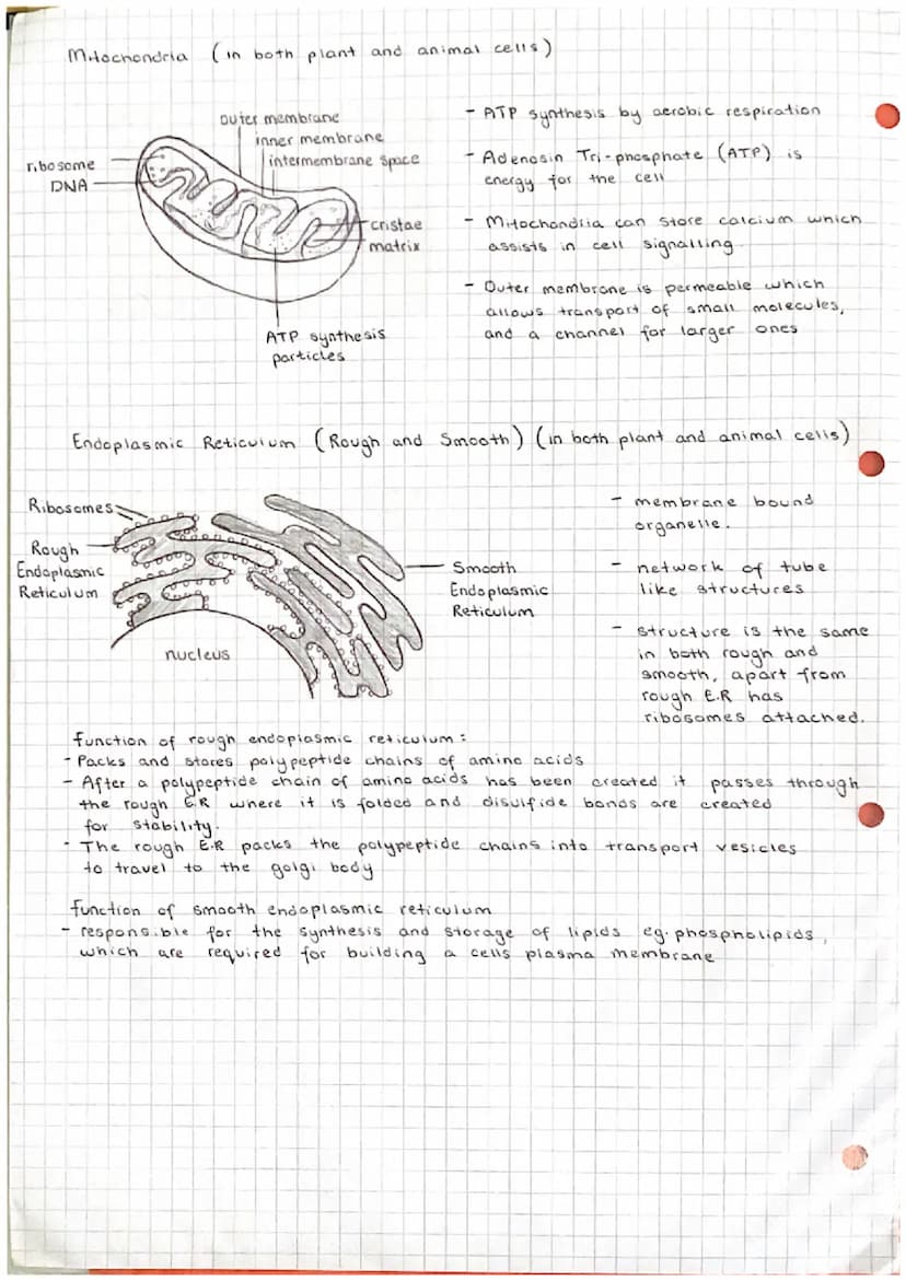 Unit 12
Cell structure and organisation.
(a) the structure and function of the following: mitochondria; endoplasmic reticulum
(rough and smo