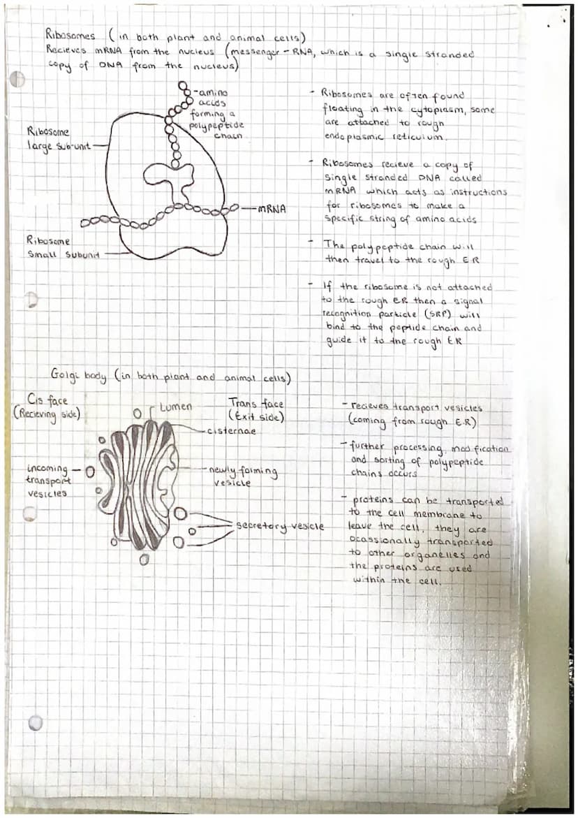 Unit 12
Cell structure and organisation.
(a) the structure and function of the following: mitochondria; endoplasmic reticulum
(rough and smo