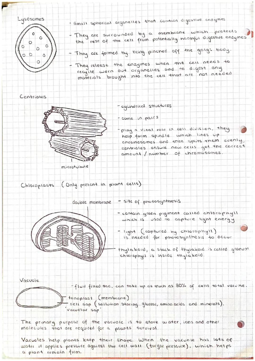 Unit 12
Cell structure and organisation.
(a) the structure and function of the following: mitochondria; endoplasmic reticulum
(rough and smo