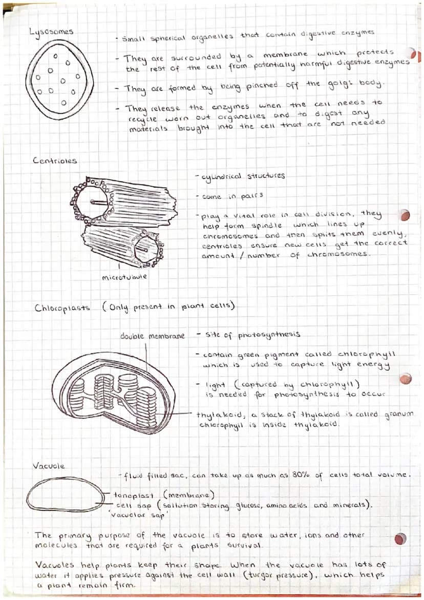 Unit 12
Cell structure and organisation.
(a) the structure and function of the following: mitochondria; endoplasmic reticulum
(rough and smo