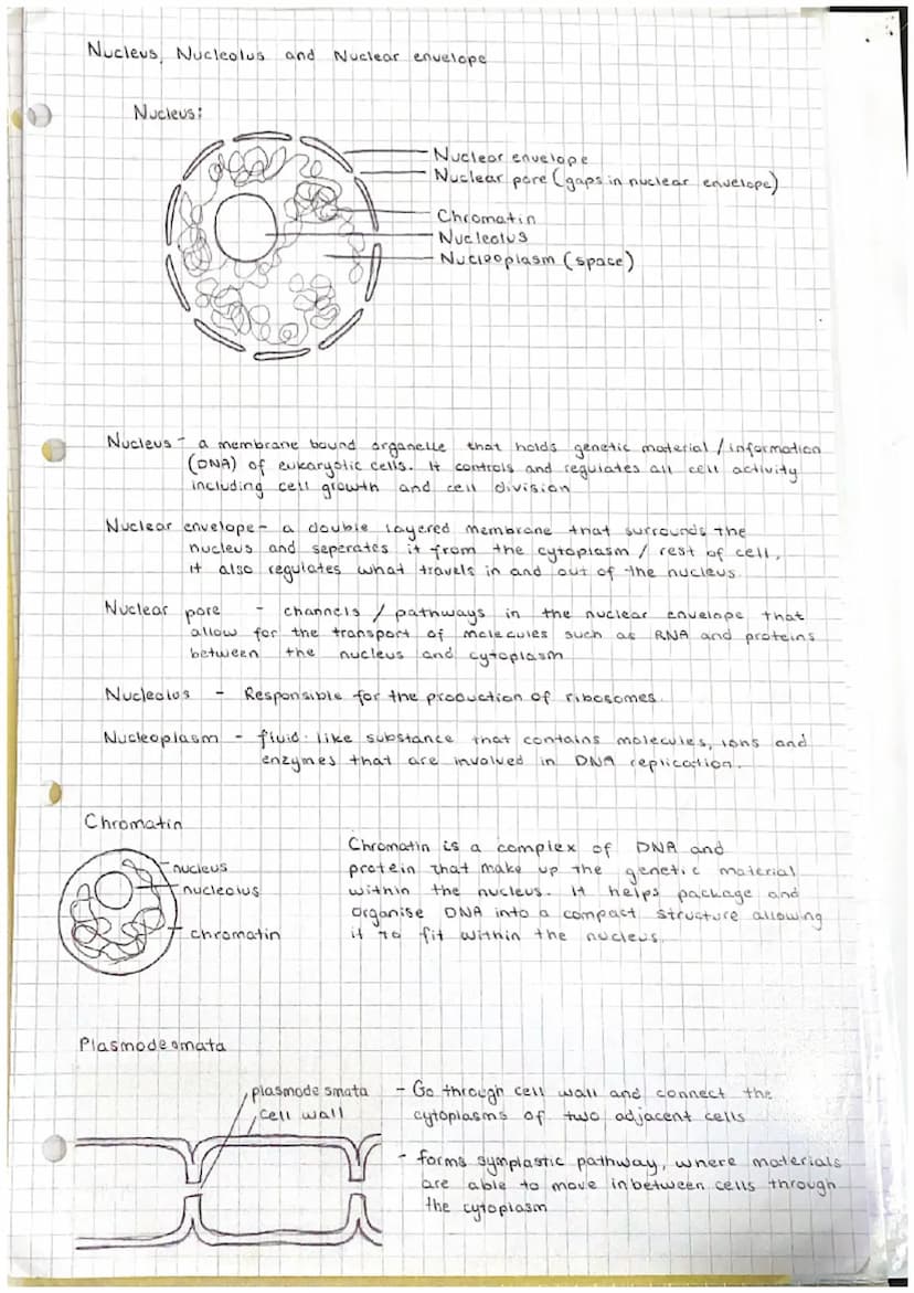 Unit 12
Cell structure and organisation.
(a) the structure and function of the following: mitochondria; endoplasmic reticulum
(rough and smo