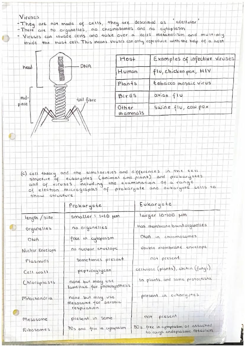 Unit 12
Cell structure and organisation.
(a) the structure and function of the following: mitochondria; endoplasmic reticulum
(rough and smo