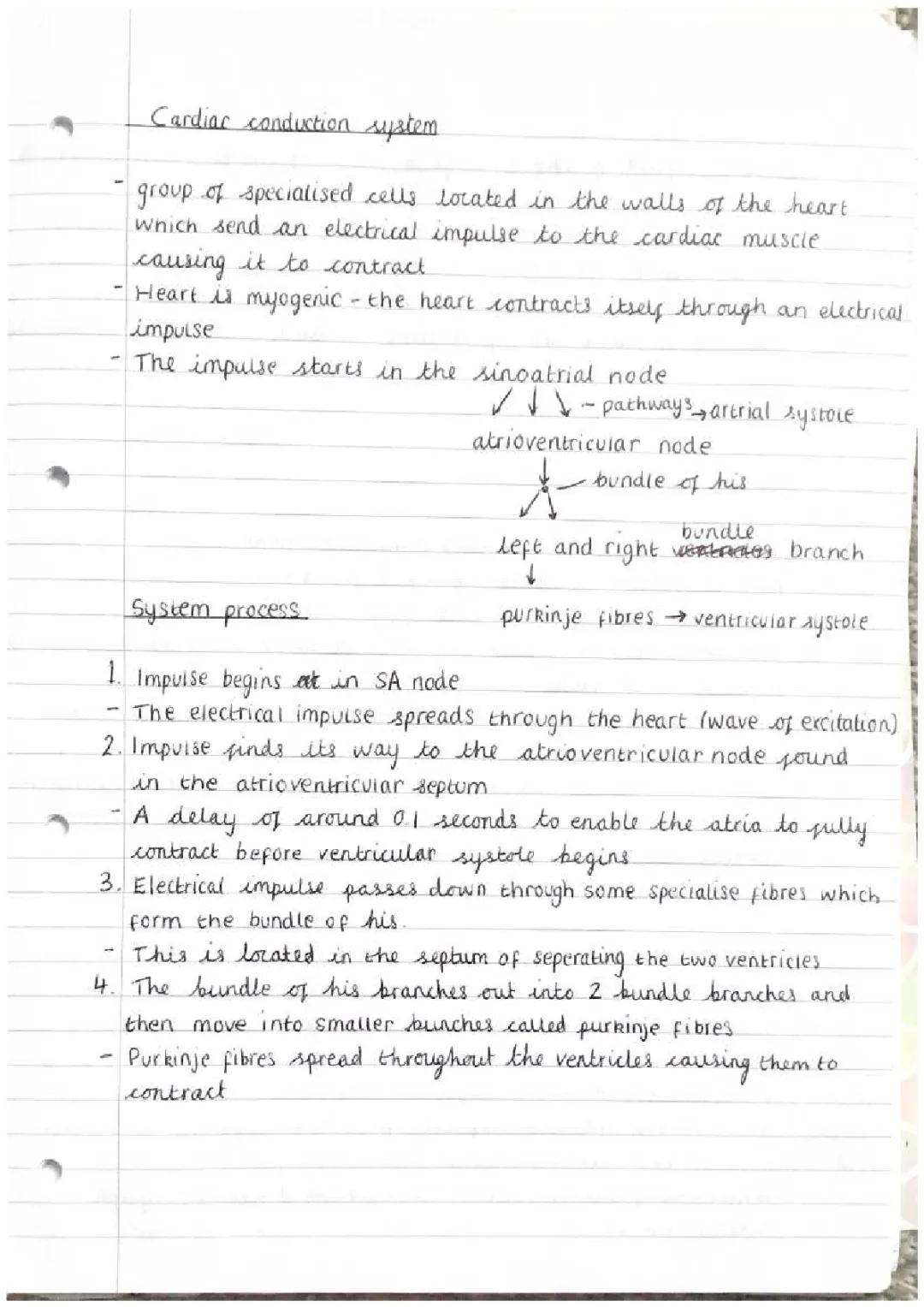 Understanding the Cardiac Conduction System
