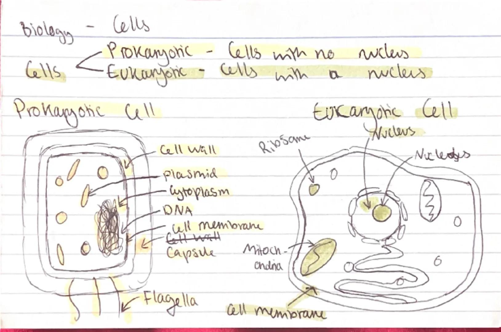 --- OCR Start ---
Lever
through coughs/
Measus-Virus, shin, transmissed through
sheezes, can be treated with vaccine.
HIV = Vins, flu sympio