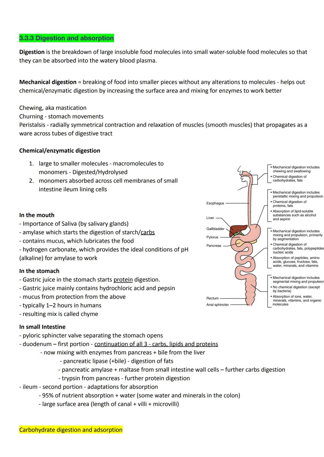 AQA A-level Digestion and Absorption notes