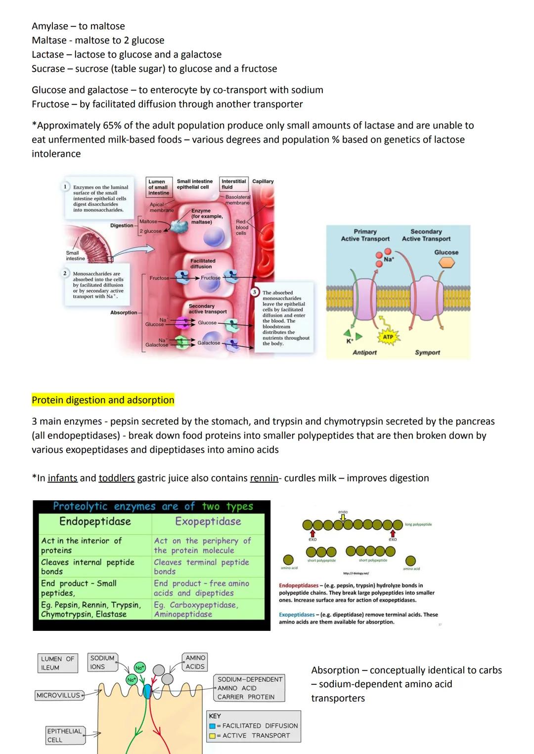 ### 3.3.3 Digestion and absorption

Digestion is the breakdown of large insoluble food molecules into small water-soluble food molecules so 