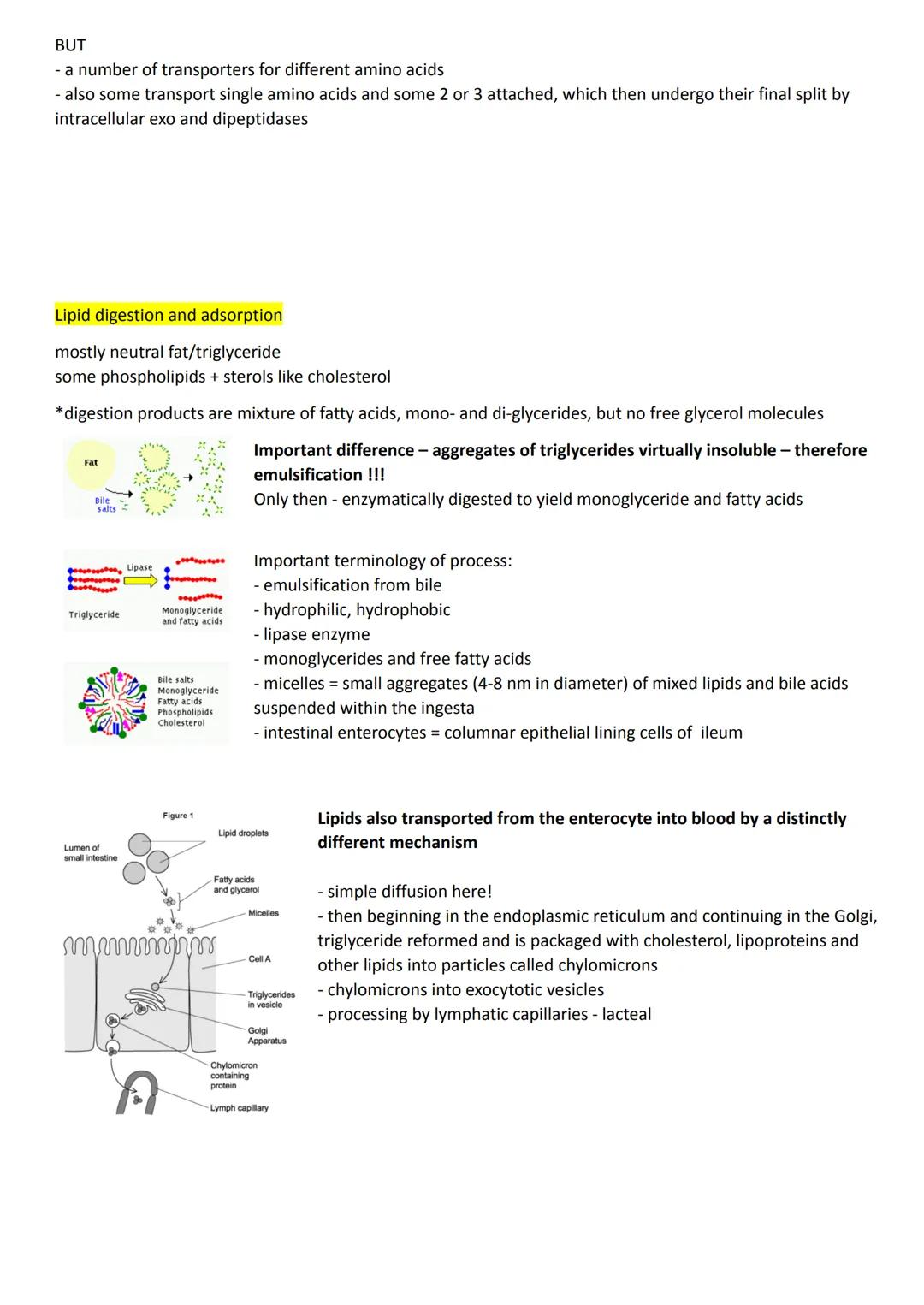 ### 3.3.3 Digestion and absorption

Digestion is the breakdown of large insoluble food molecules into small water-soluble food molecules so 