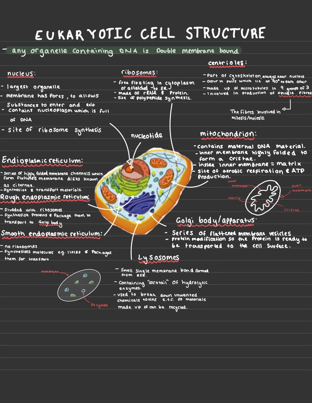 EUKAR YOTIC CELL STRUCTURE
any organelle containing ONA is
Double membrane bound
nucleus:
largest organelle
- membrane has Pores, to allows
