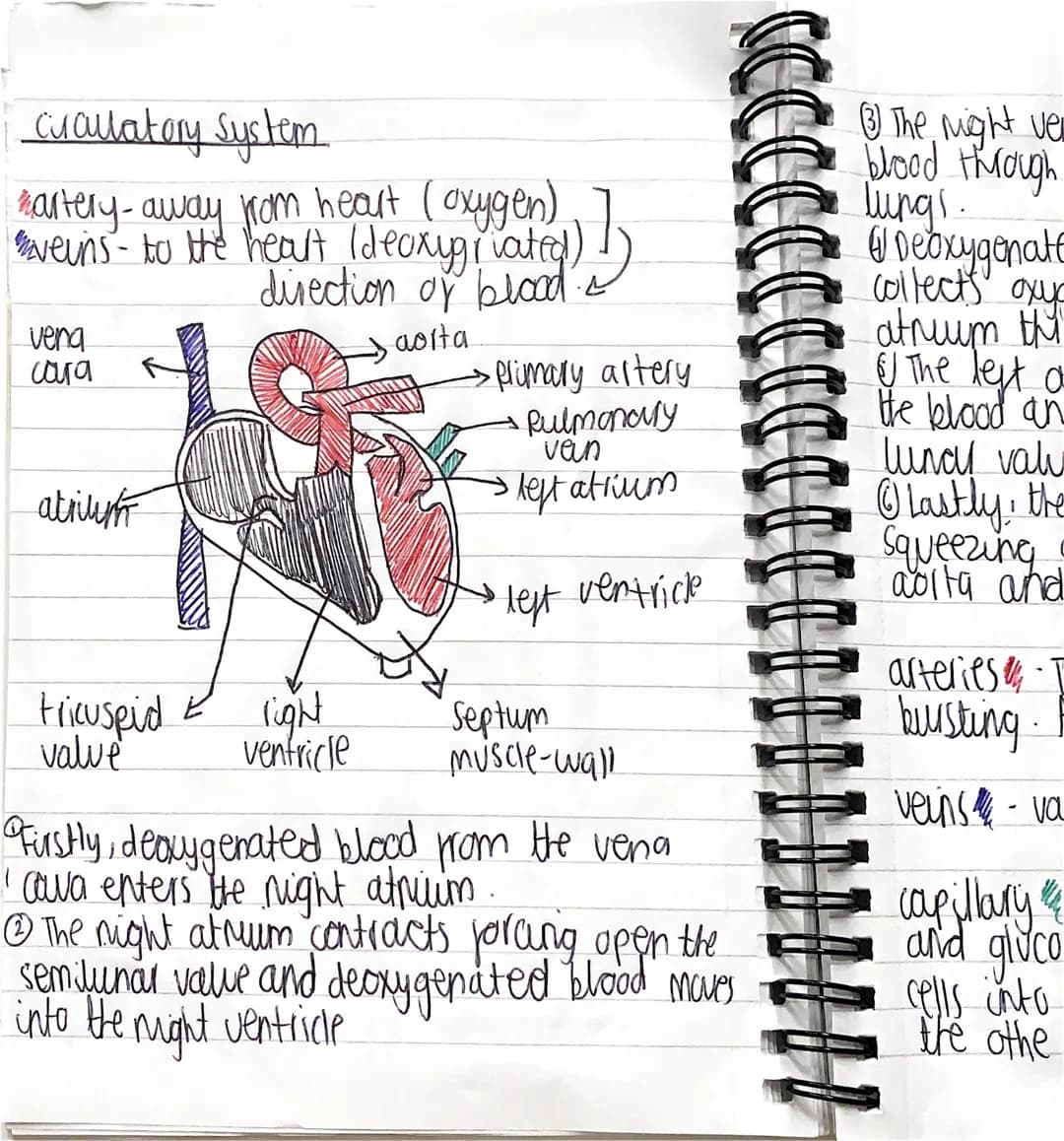 Cuallatory system
hartery- away from heart (oxygen)
direction of blood 2
aorta
vena
cara
atrium
tricuspid 2 light
ventricle
value
-primary a