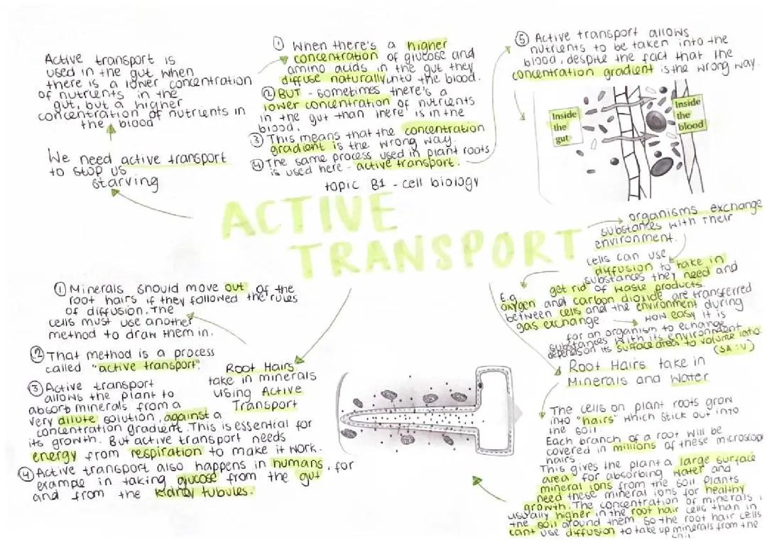 active transport 