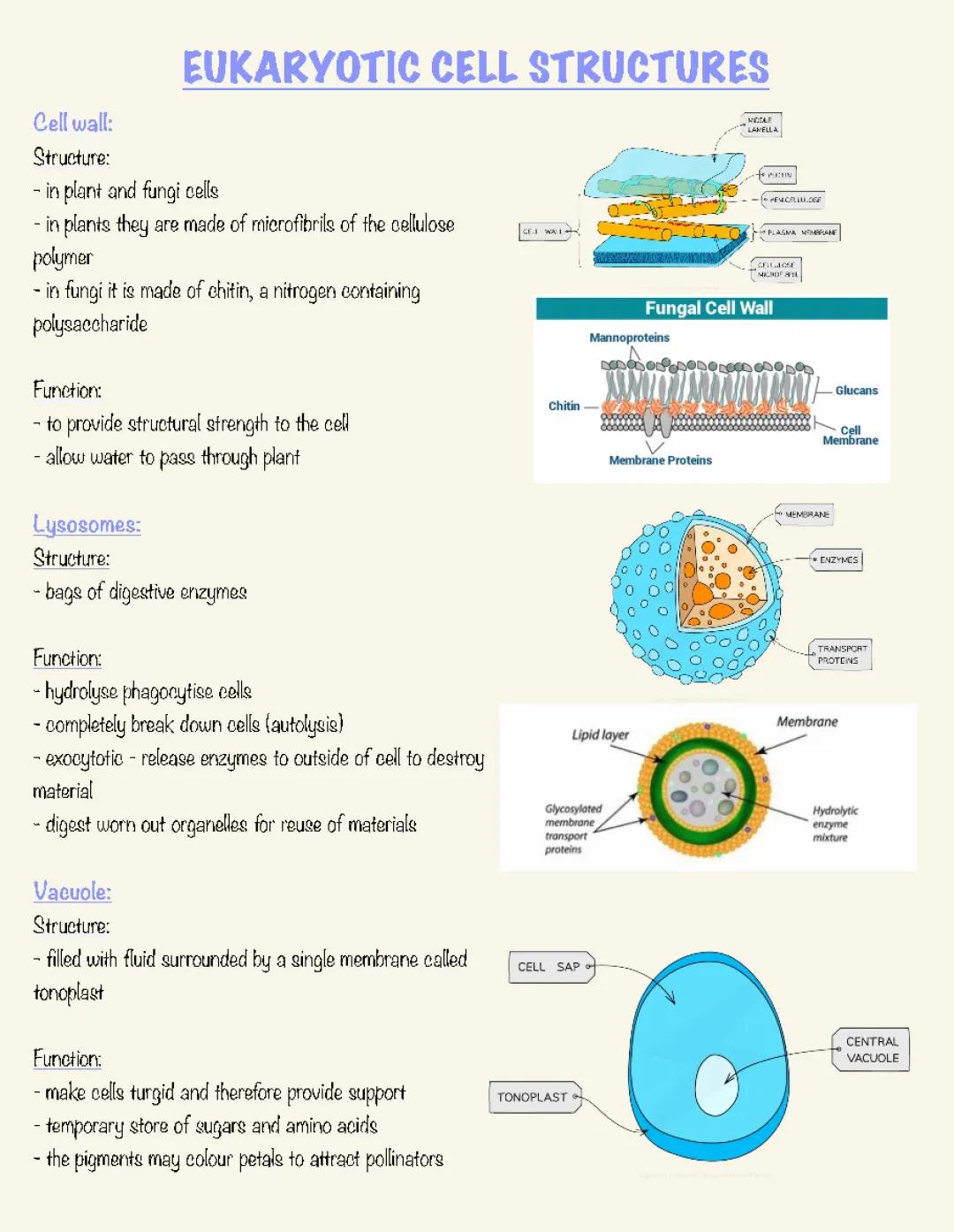 Eukarytoic cell structures 3