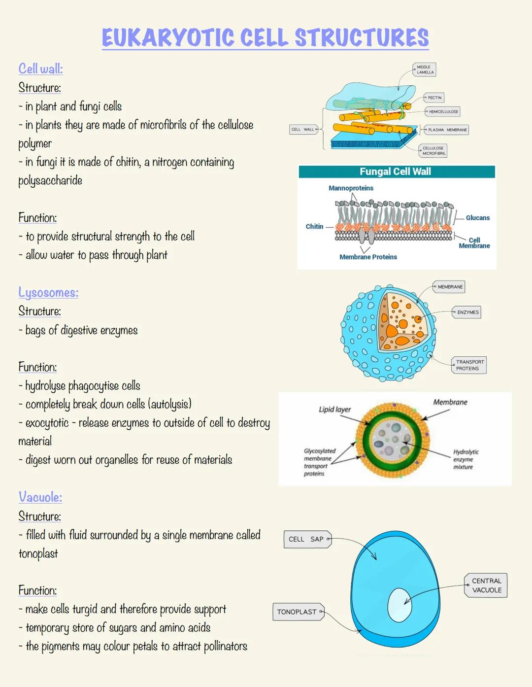 EUKARYOTIC CELL STRUCTURES
Cell wall:
Structure:
- in plant and fungi cells
- in plants they are made of microfibrils of the cellulose
polym
