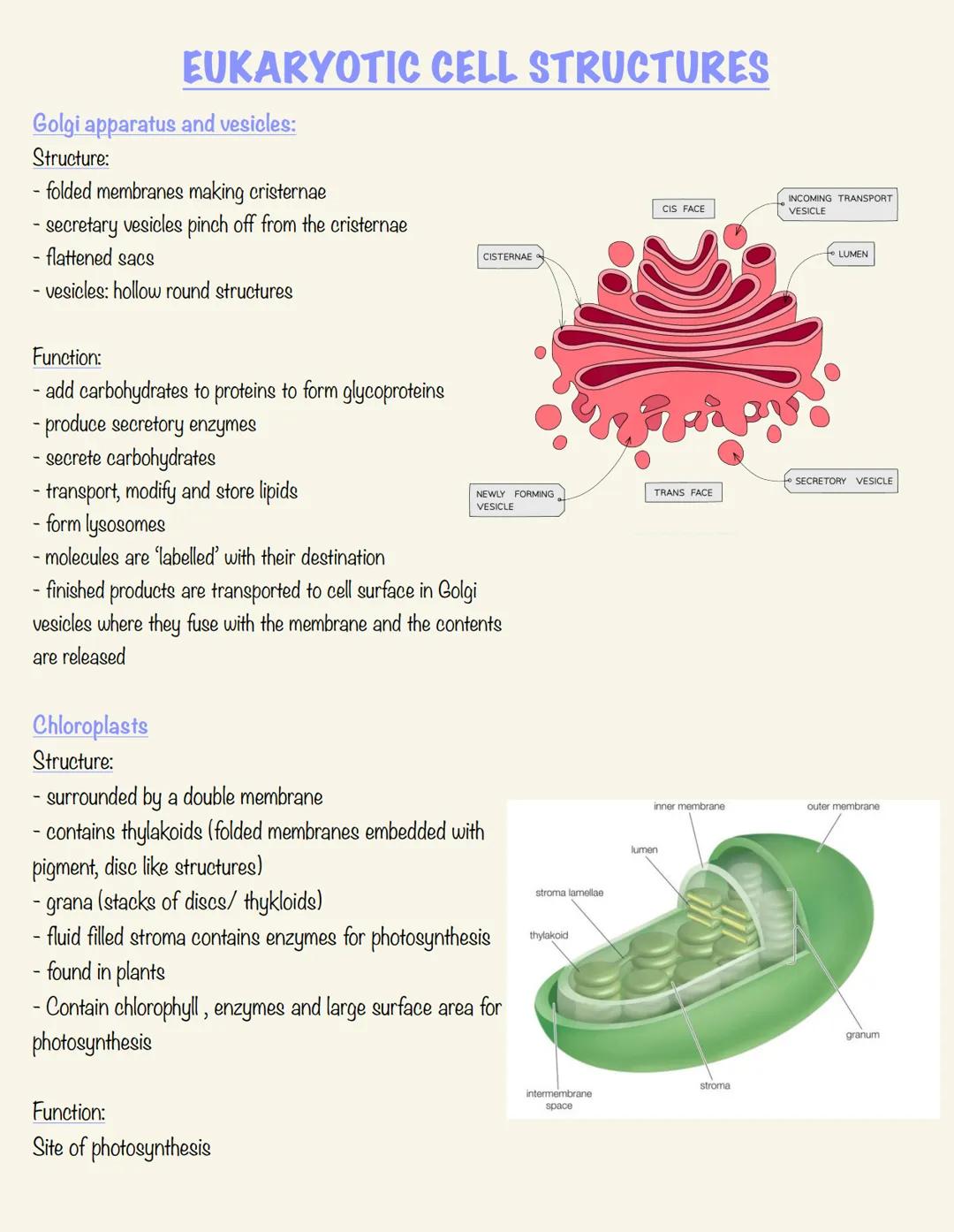 EUKARYOTIC CELL STRUCTURES
Cell wall:
Structure:
- in plant and fungi cells
- in plants they are made of microfibrils of the cellulose
polym
