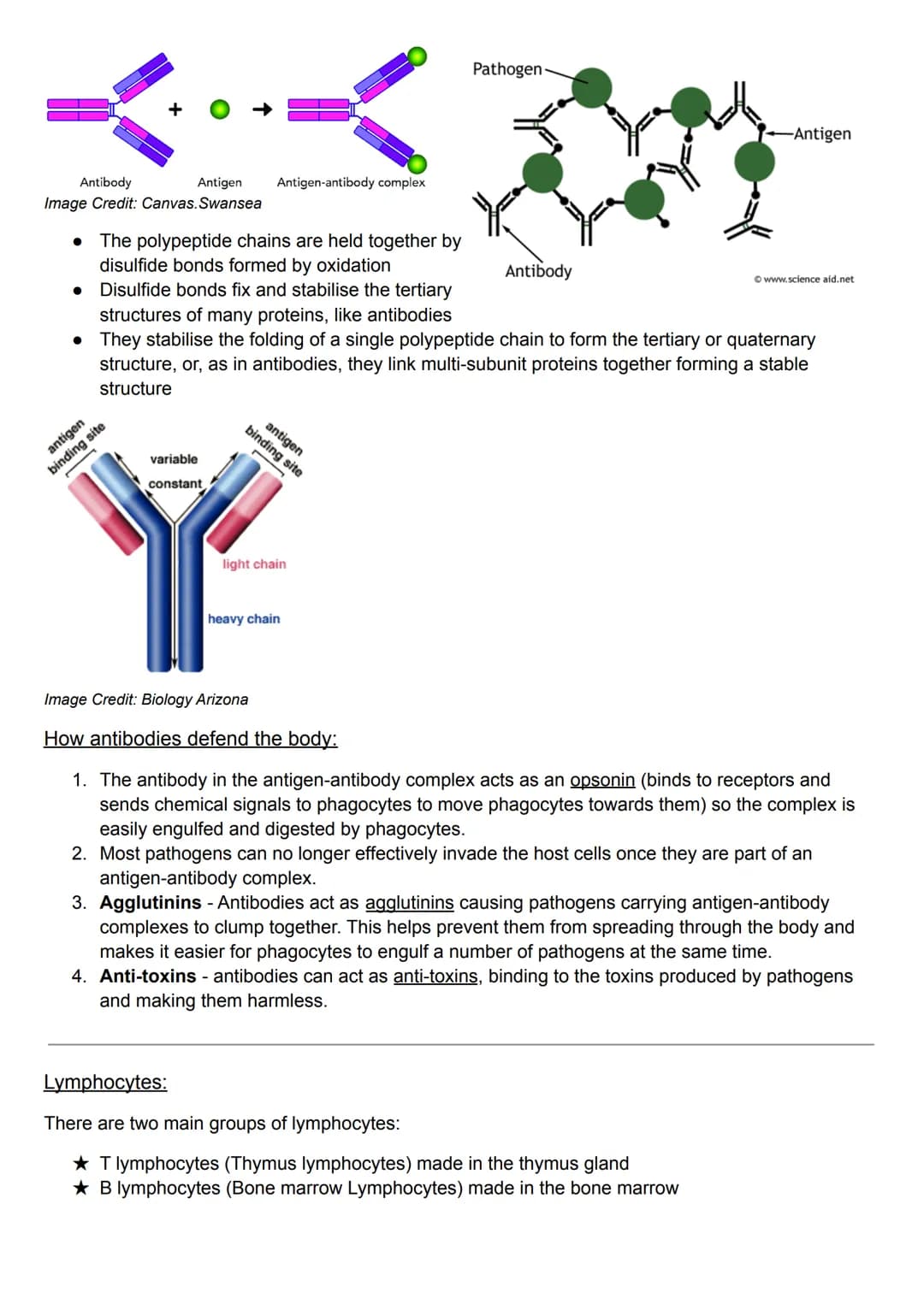 Specific Immunity:
antigens - bad- virus or pathogen
antibodies - good - made by lymphocytes to fight antigen. makes specific antibodies for