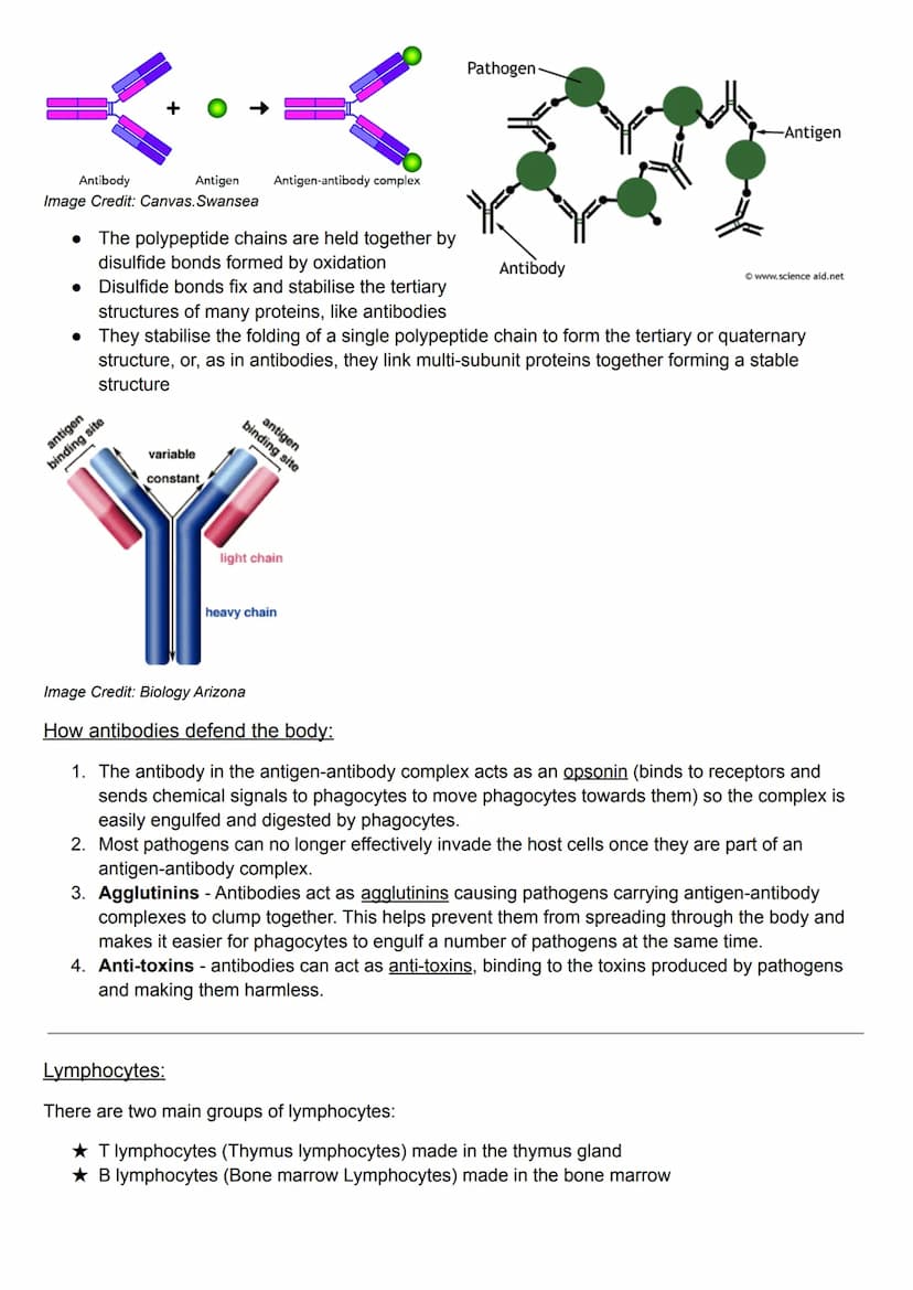 Specific Immunity:
antigens - bad- virus or pathogen
antibodies - good - made by lymphocytes to fight antigen. makes specific antibodies for