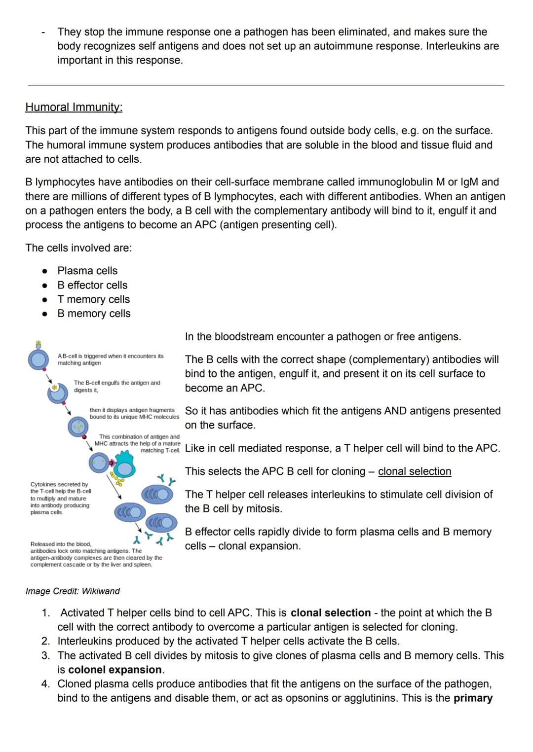 Specific Immunity:
antigens - bad- virus or pathogen
antibodies - good - made by lymphocytes to fight antigen. makes specific antibodies for