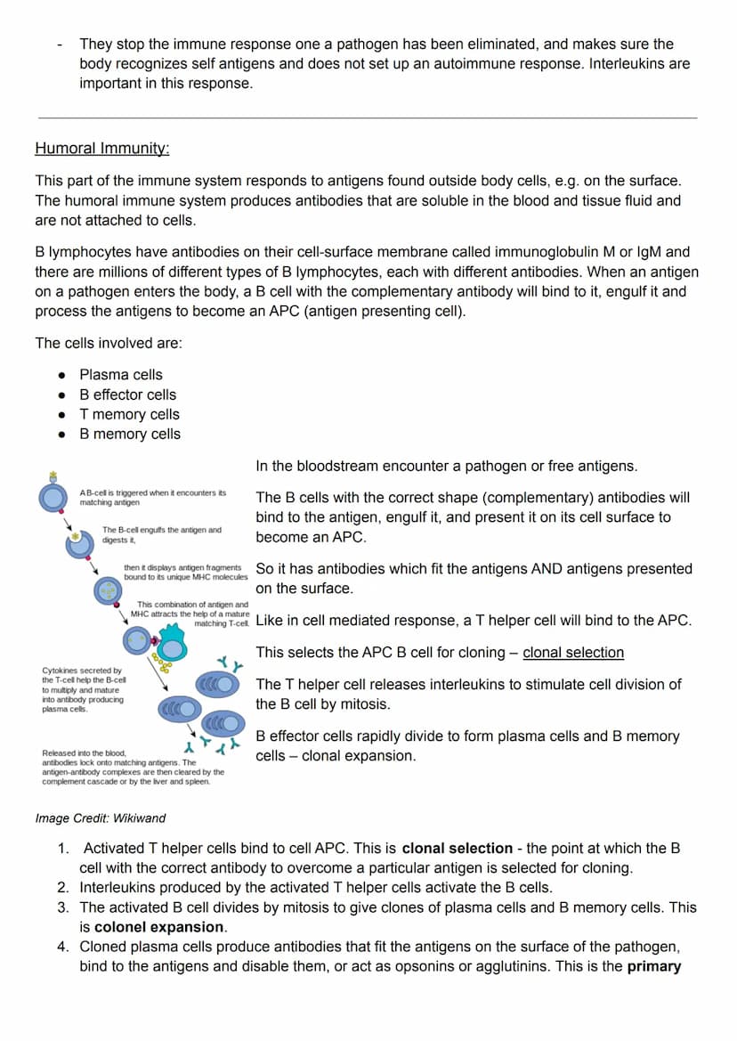 Specific Immunity:
antigens - bad- virus or pathogen
antibodies - good - made by lymphocytes to fight antigen. makes specific antibodies for