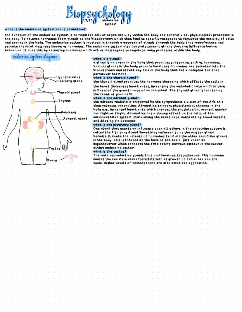 biopsychology
Somatic
Somatic nervous system-
controls voluntary muscle
movement and receives
information from sensory
receptors. It transmi