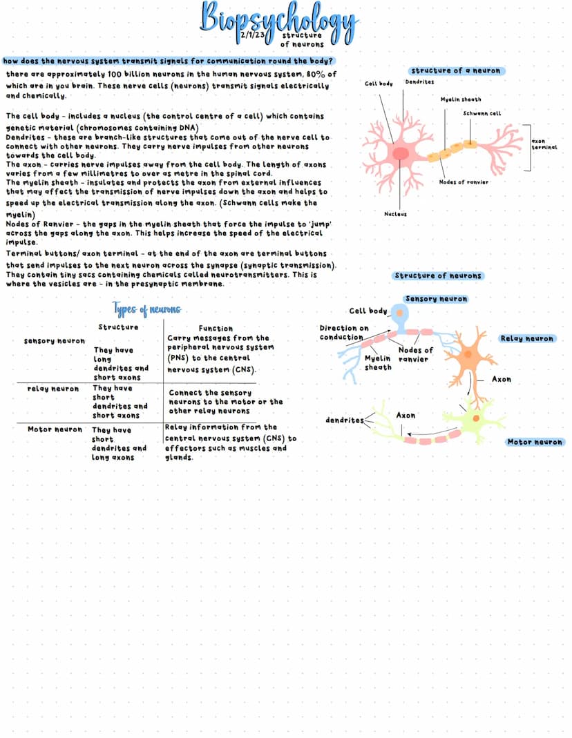 biopsychology
Somatic
Somatic nervous system-
controls voluntary muscle
movement and receives
information from sensory
receptors. It transmi