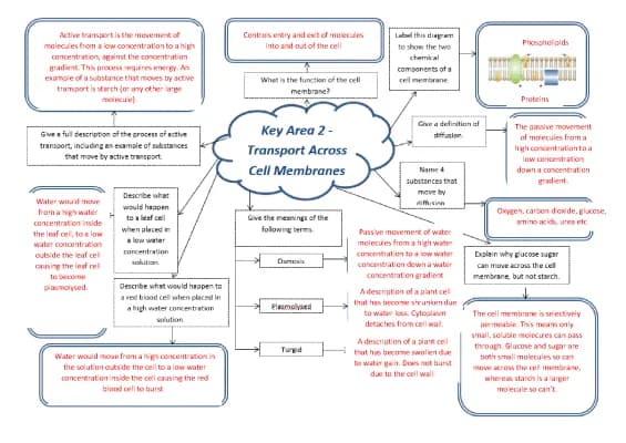 Know transport across cell membranes mindmap thumbnail