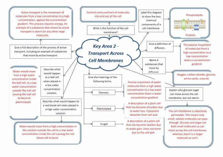 Exploring Transport: Active, Passive, and Osmosis for Kids 