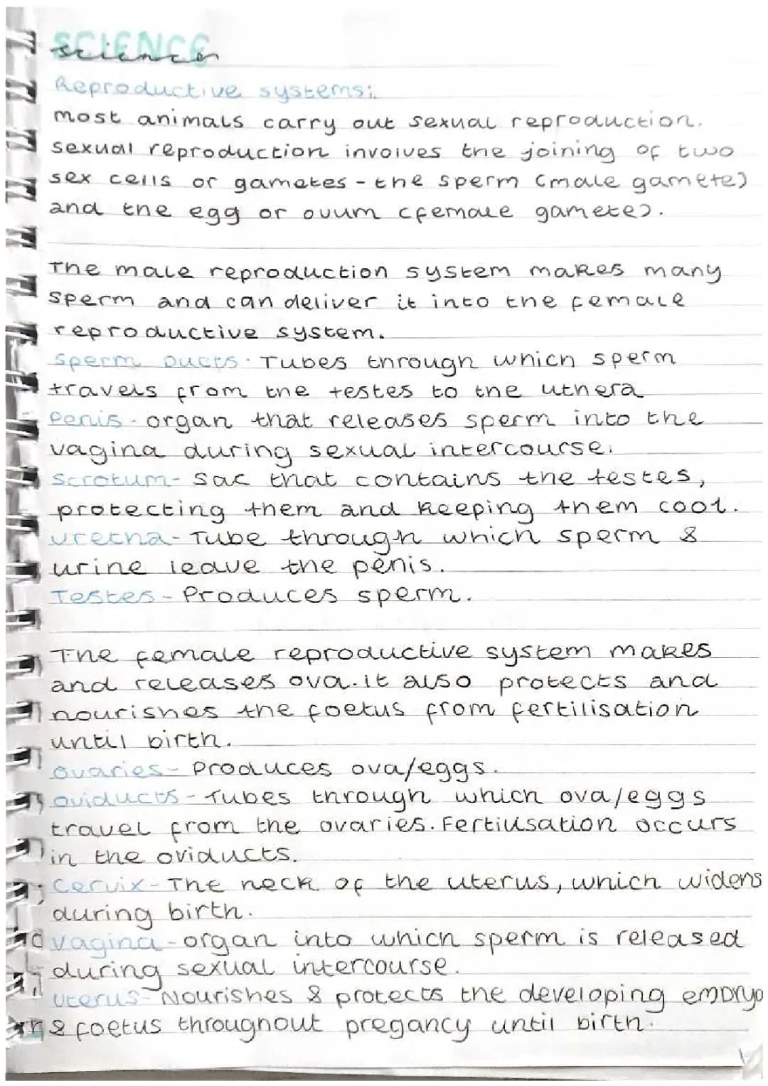Male and Female Reproductive Systems: Parts, Functions, and Differences