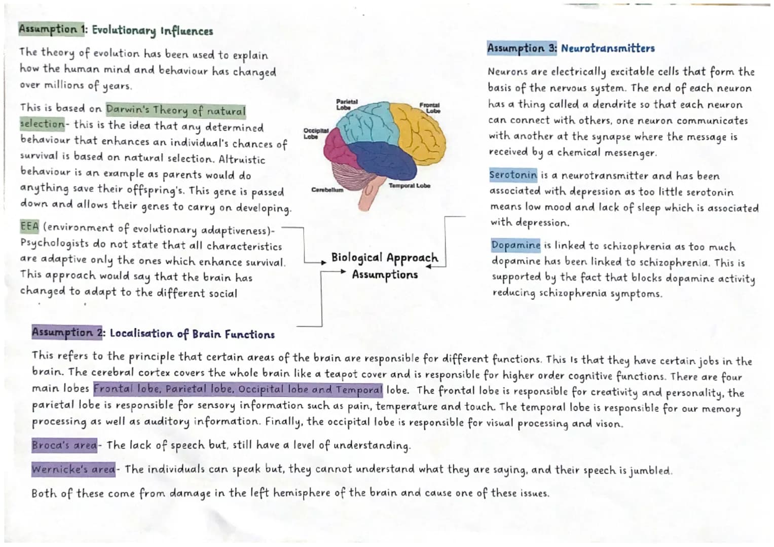Assumption 1: Evolutionary influences
The theory of evolution has been used to explain
how the human mind and behaviour has changed
over mil