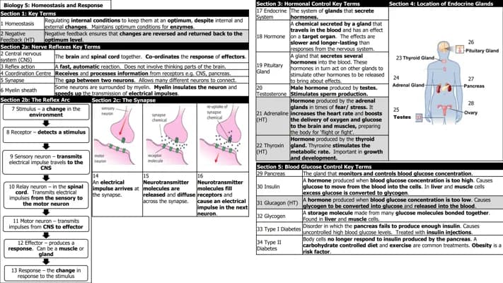 Know TOPIC 5 :HOMEOSTASIS AND RESPONSE (BIOLOGY) thumbnail