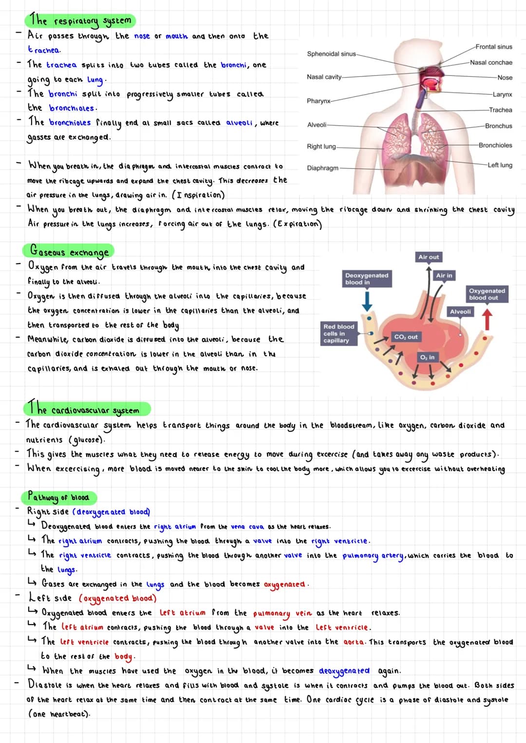 -
Cell organisation
Cells Tissues
Eg Epithelial cell
Organs
Organ Systems
→→→Organism
Epithelial tissue Stomach Digestive system Human
Diges