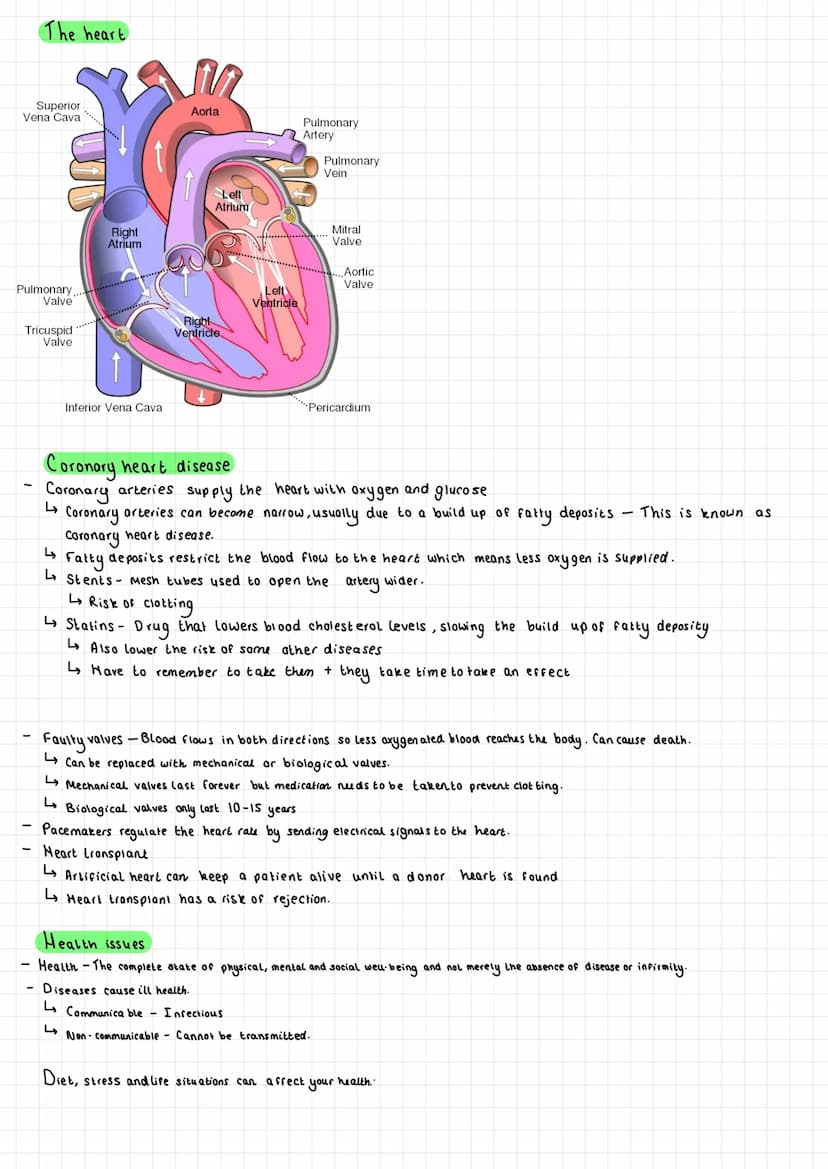 -
Cell organisation
Cells Tissues
Eg Epithelial cell
Organs
Organ Systems
→→→Organism
Epithelial tissue Stomach Digestive system Human
Diges