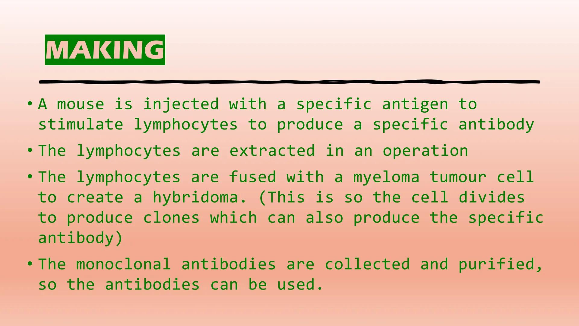 MONOCLONAL
ANTIBODIES....
(mABs) DESCRIPTION
●
• Monoclonal antibodies are produced from clones of
a white blood cell
• They are identical a