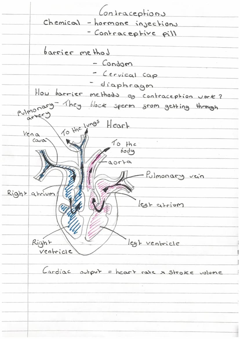 i
1
1
Biology.
- Revision -
Homeostasis
-paper 2
it means maintaining the right conditions inside your
that everything works proparly
L
body