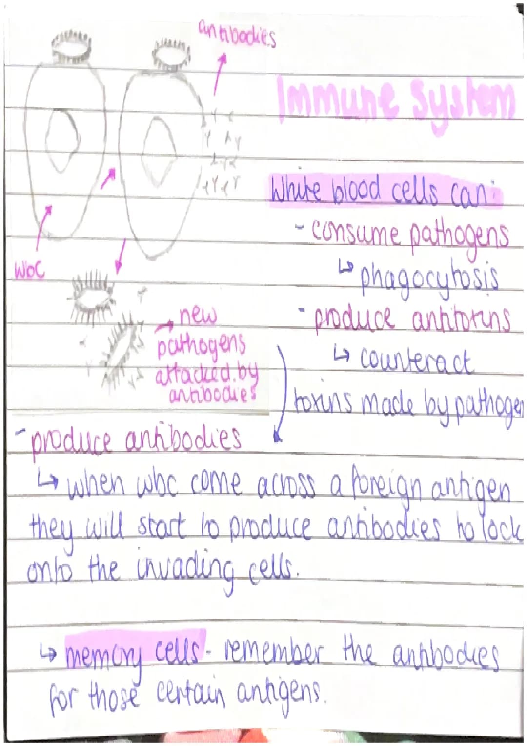 Communicable Diseases
Pathogens
- bacteria - small living cells
-viruses smaller than bacteria
-protists - single-celled eukaryotes.
-fungi-