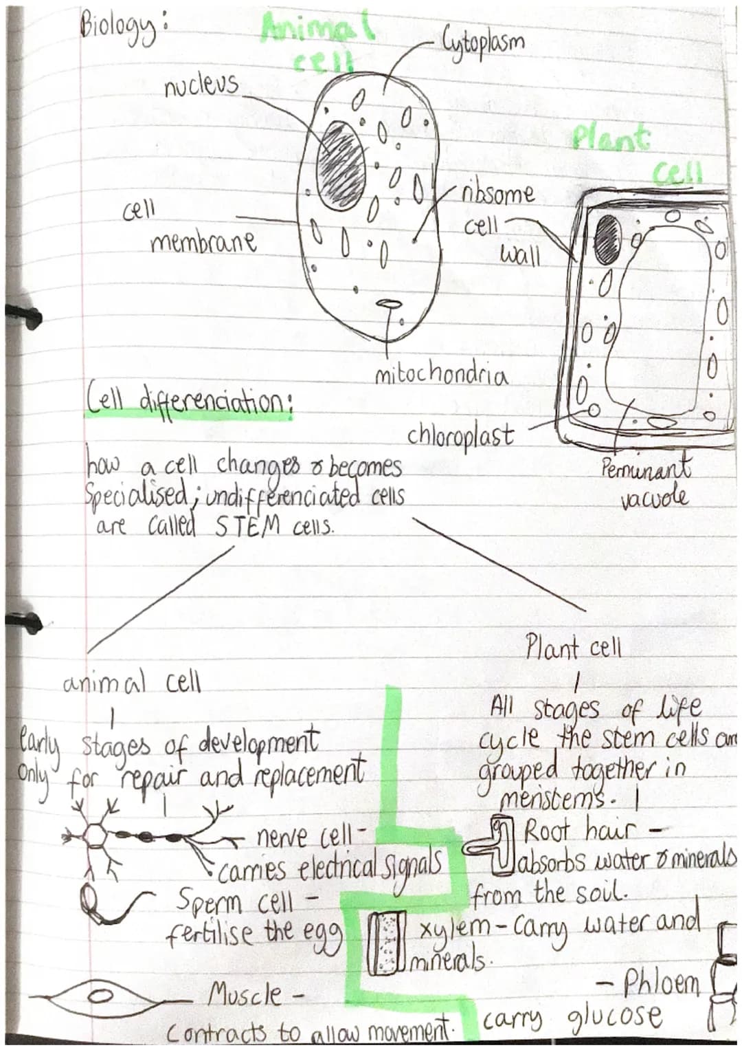 Biology:
cell
nucleus
membrane
Animal
0
animal cell
J
early stages of development
only for repair and replacement
Cell differenciation:
how 