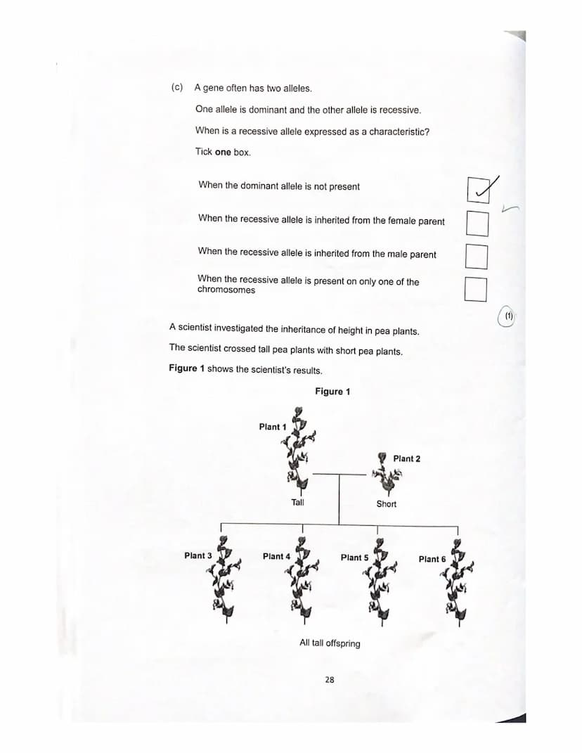 Lesson 3
History of genetics
Quiz
ye
1. What is an allele?
green?
A different
How is the dominant allele represented?
Capital letters I even