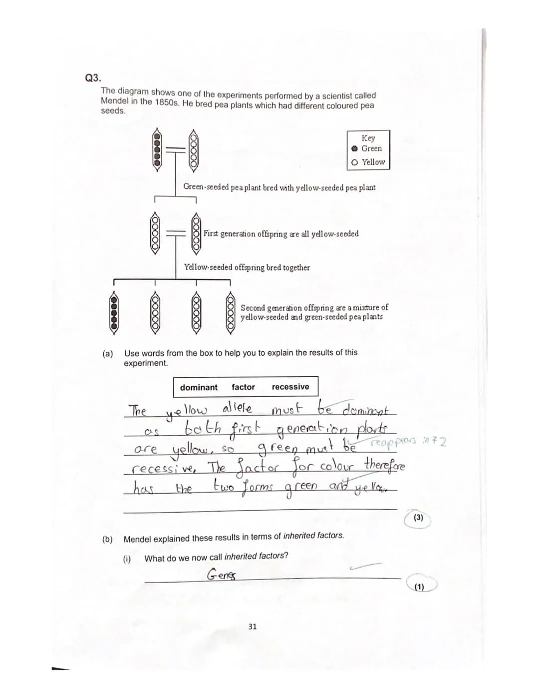 Lesson 3
History of genetics
Quiz
ye
1. What is an allele?
green?
A different
How is the dominant allele represented?
Capital letters I even