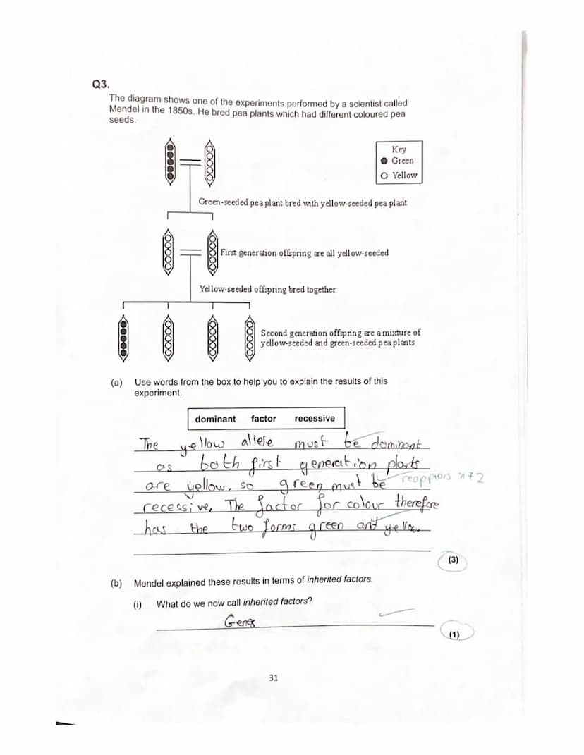 Lesson 3
History of genetics
Quiz
ye
1. What is an allele?
green?
A different
How is the dominant allele represented?
Capital letters I even