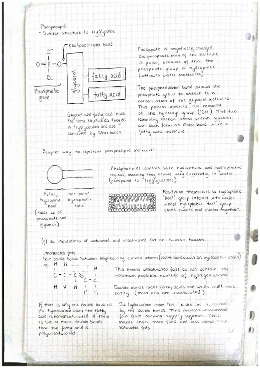 J
9
Abr
Unit 11 Chemical elements are joined together to form biological
compounds
(a) the key elements present as inorganic ions in living
