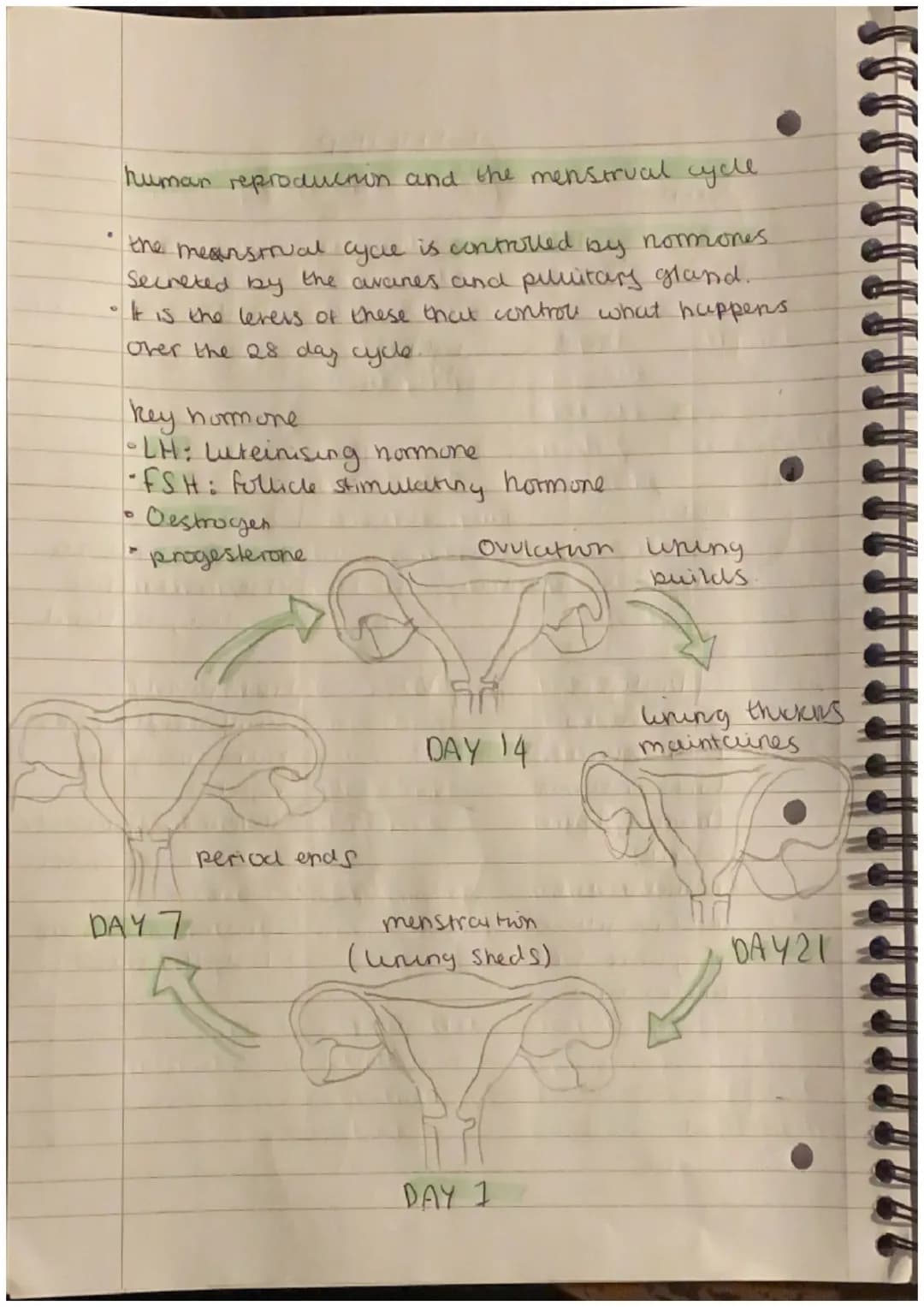 human reproduction and the menstrual cycle.
the meanstrual cycle is controlled
Secreted by
by normones
the avanes and piluitars gland.
O
It 