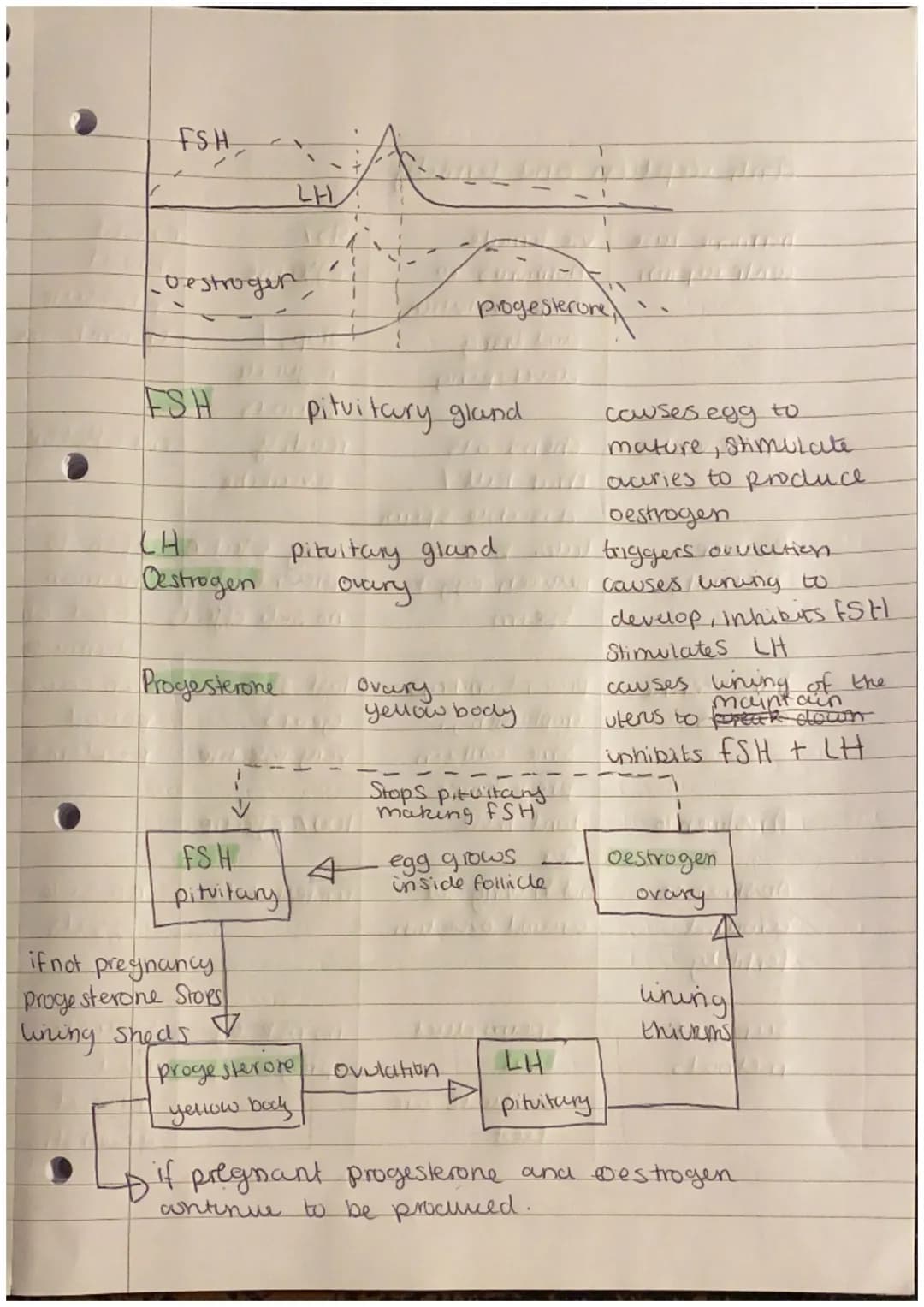 human reproduction and the menstrual cycle.
the meanstrual cycle is controlled
Secreted by
by normones
the avanes and piluitars gland.
O
It 